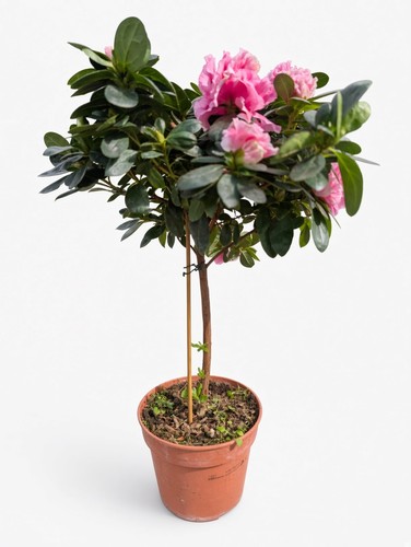 Standard pink azalea - standard,