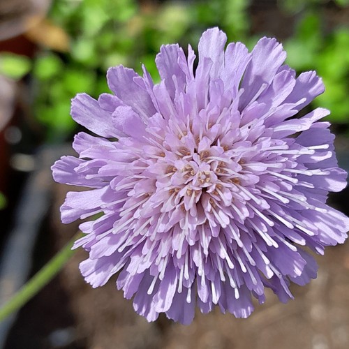 Native field blue scabious - native,