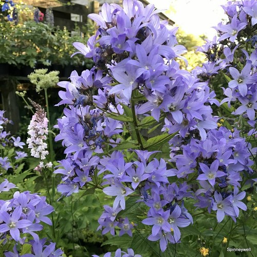 Campanula hardy perennial - campanula,