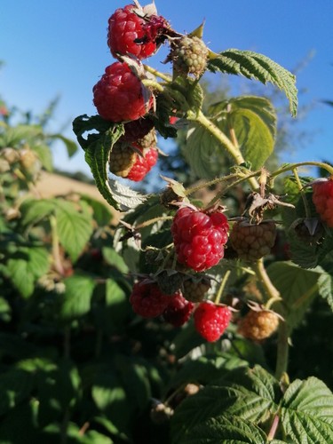 Mixed red raspberry canes - 10,