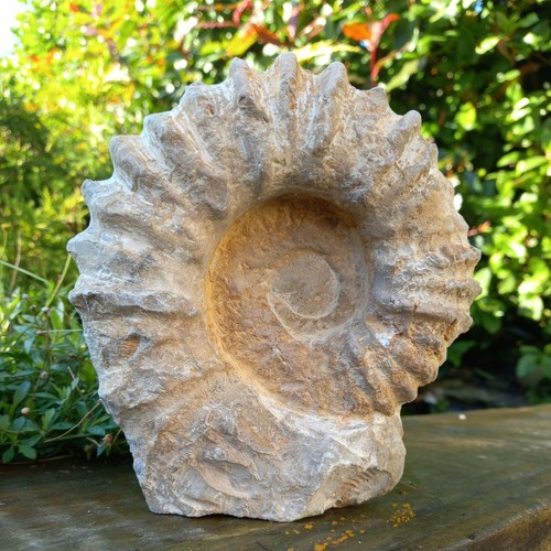 Large fossil ammonite - fossil,