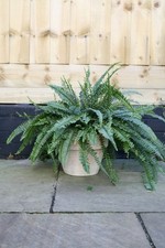 Nephrolepis Exaltata ‘Green