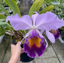 Lc. Dinard 'Blue Heaven' x Cattleya trianae coerulea orchid plant