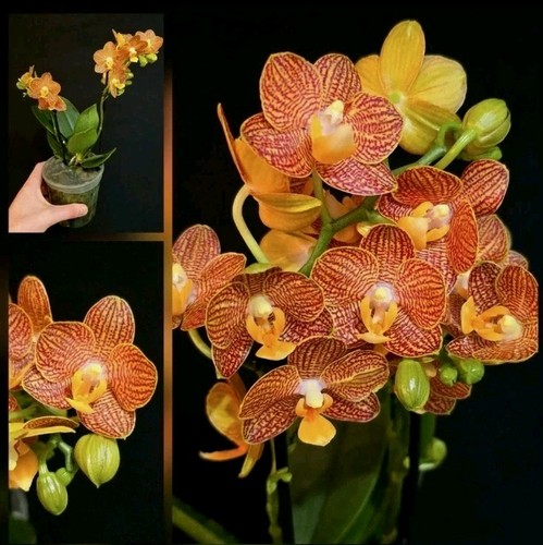Phalaenopsis indian summer - phalaenopsis, summer'