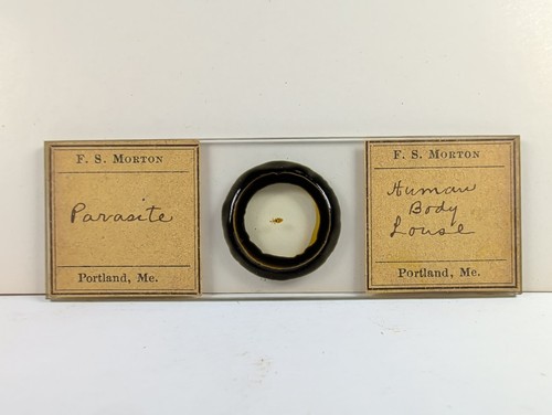 Antique morton - antique, s.