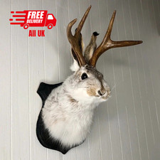 Animal Wall Sculpture –