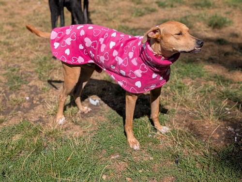 Greyhound fleece coat size