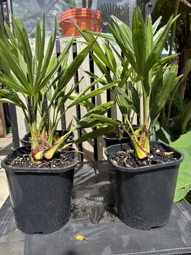 Trachycarpus fortunei hardy - trachycarpus,