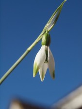 Galanthus Shimmer