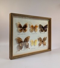Vintage Butterflies Taxidermy