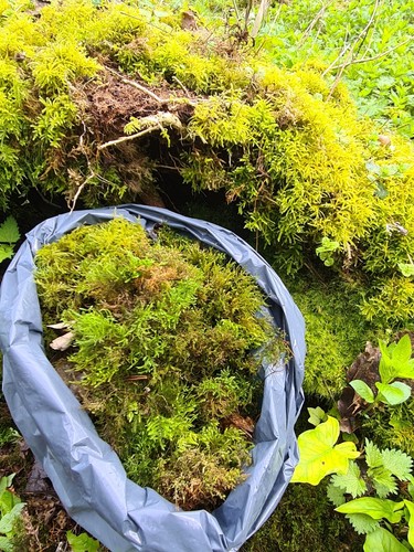 Live moss for gardening - moss,