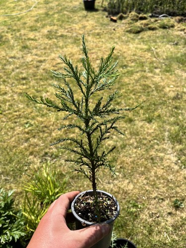 Giant redwood sequoiadendron - redwood,