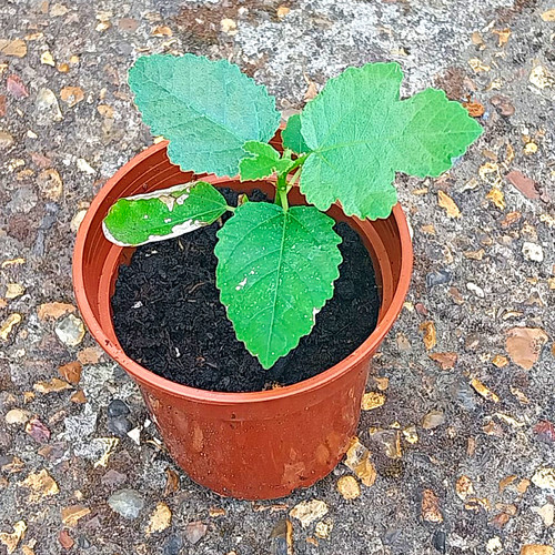 Potted green fig plant - green,