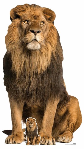 Lion big cat lifesize - lion, and