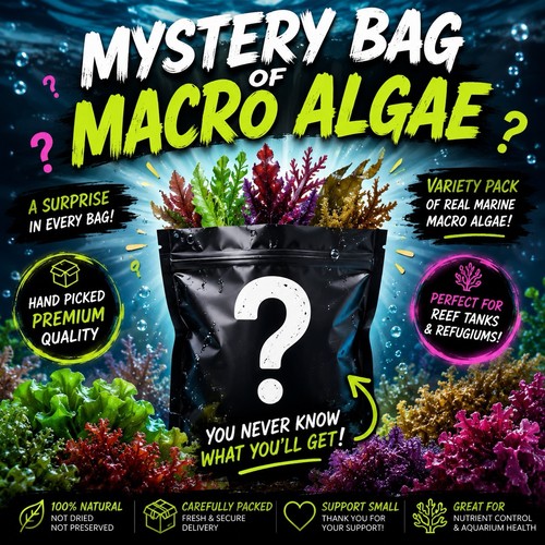 Macro algae mystery - algae, |