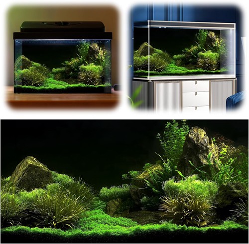 Fish tank background aquarium - fish,