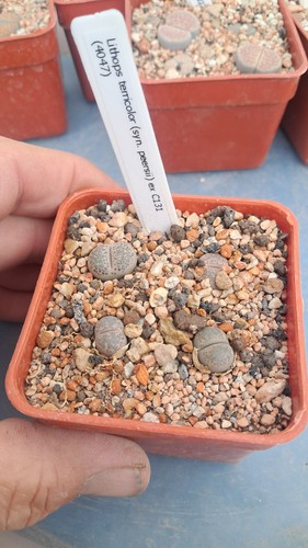 Lithops terricolor syn - terricolor, (syn