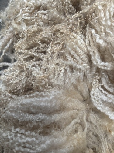 Raw sheep wool blueface - raw,