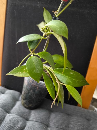 Hoya sunrise plant - hoya,