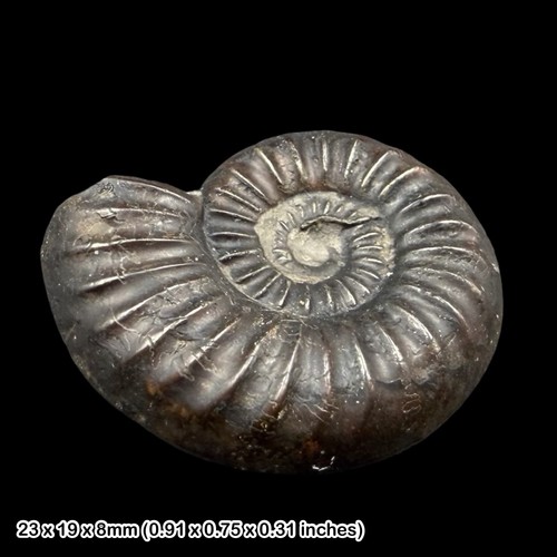 Dumortieria explanata ammonite - dumortieria,