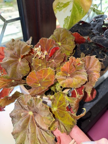 Begonia amber love - begonia,