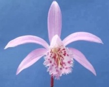 Pleione (Himalayan/Windowsill