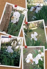 🌿🌿🌿💐 White Iris -