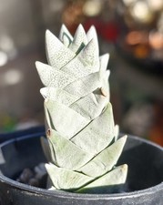 Crassula Rhino Horn - Stunning