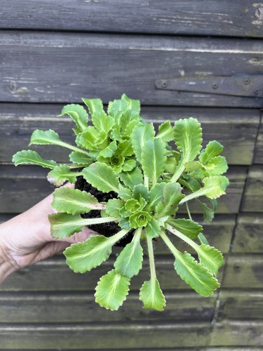 Ex1 litre pot bare root - 1,
