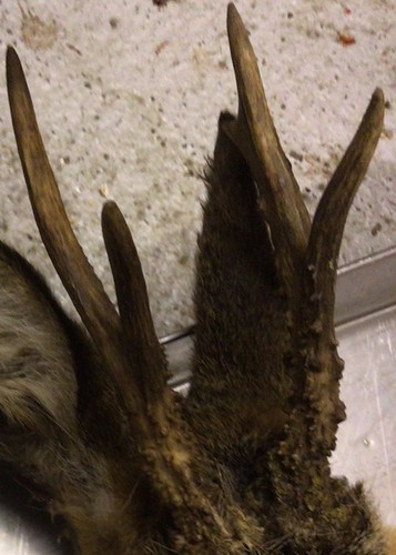 Antlers fresh 5 - antlers,