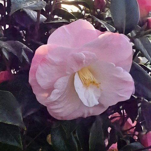 Camellia april remembered - camellia, 2l