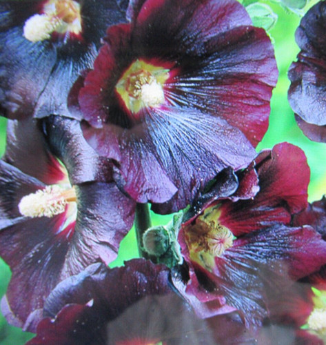 Hollyhocks jet black hardy - jet,