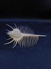 Superb, large Murex pecten