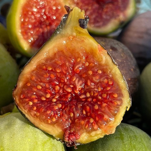Cipolla fig tree cuttings - cipolla, 2