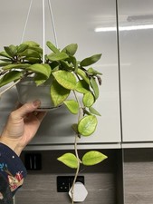 Hoya Carnosa FULL PLANT