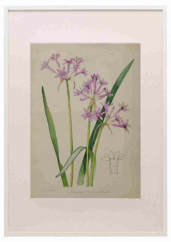 Lansdell 1921 tulbaghia - ka,