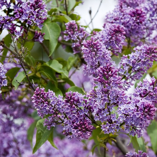 Sensation syringa vulgaris - syringa,