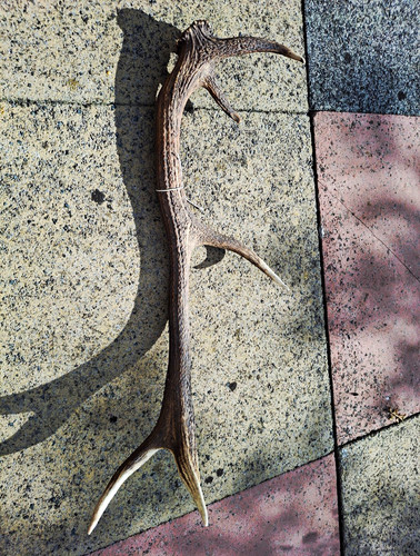 Single natural red deer - red, antler