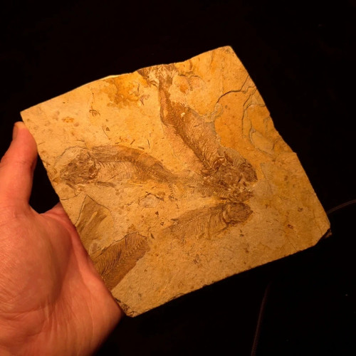 Knightia alta fossil - knightia, alta/sp.
