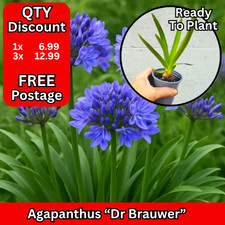 Agapanthus Plants Dr Brouwer African Lily Herbaceous Blue ex 9cm Pot Perennial