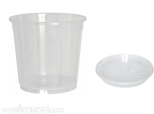 Clear orchid plant plastic - plant,