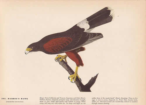 Audubon 1942 vintage birds - audubon,