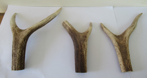 Red deer stag antler - deer,