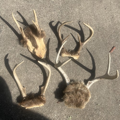 Whitetail deer antlers - whitetail, lot