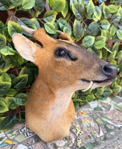 Exceptional male muntjac buck - male,
