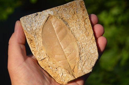 Amazing rare fossil - &,
