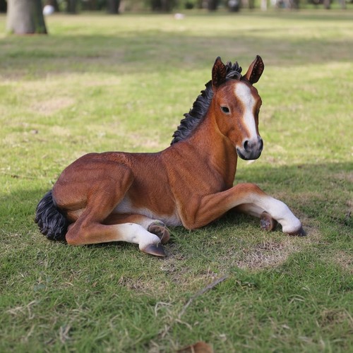 Horse colt lying down - horse,