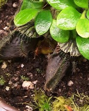 CEPHALOTUS FOLLICULARIS Albany carnivorous Pitcher Plant Big Trap black version 