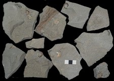 10 unprepared ammonite