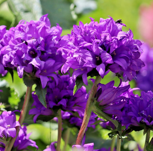 2000x campanula glomerata - campanula,